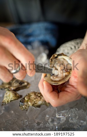 Shucking fresh oysters with a knife over an ice bin. Royalty-Free Stock Photo #189197525