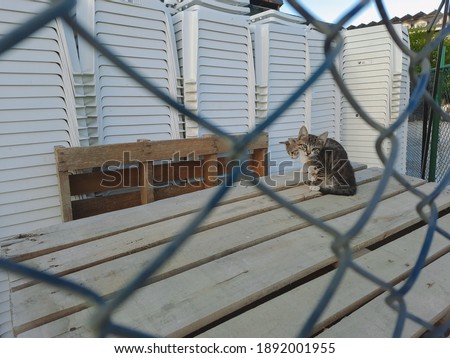 Mobile photography of cute small baby kitten hiding behind bars of metal fence waiting for food or its cat mommy