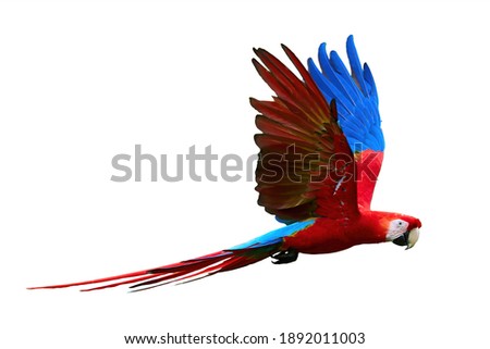 Flying wild red parrot, isolated on white background. Bright red and blue south american parrots,  Ara macao, Scarlet Macaw, flying with outstretched wings, wild amazonian bird. Royalty-Free Stock Photo #1892011003