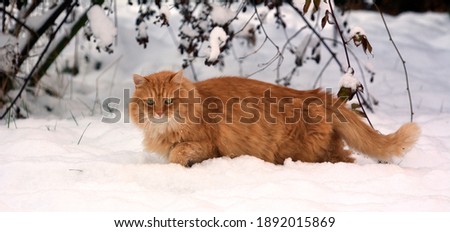 Siberian big cat in winter