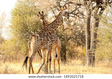 A shot of two cute and tall giraffes on Safari in South Africa
