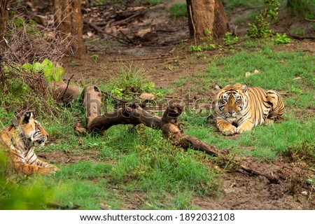 wild bengal tigers or a mating pair with radio collared in naural green trees background after reintroducing tiger under project tiger program at sariska national park or forest rajasthan india