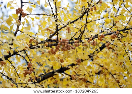 Ginkgo biloba tree with ripe fruits and yellow leaves, in autumn in the park.