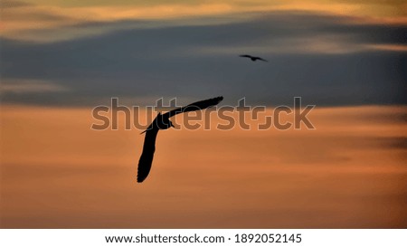Sunset view, Silhouette bird on the sky with clouds