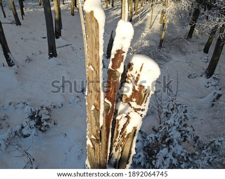 Winter wonderland: snow covered trees