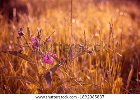 Background with flowers. Spring flowers concept. For design. Nature.