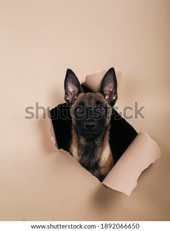 Portrait of cute puppy of breed Malinois comes out of a hole on colored background.Free space for text. Vertical picture