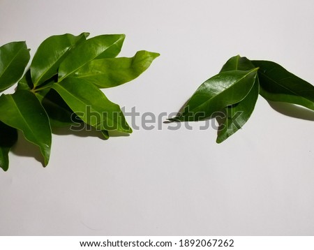 picture of bay leaves stalk on white background 