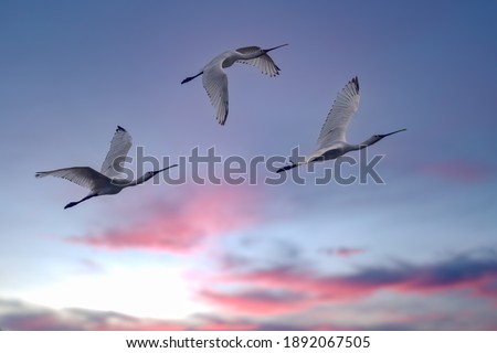 Flock of egrets flying high during golden hours in India. The great egret known as common egret, large egret or great white egret or great white heron. it builds tree nests in colonies close to water. Royalty-Free Stock Photo #1892067505