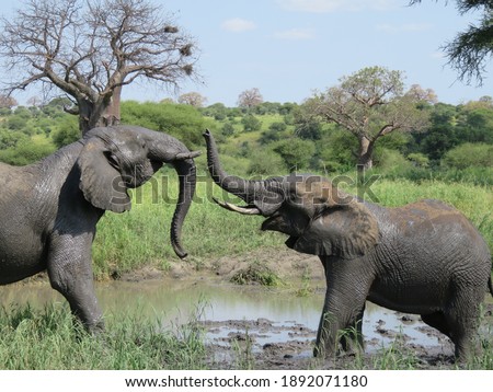 A closeup shot of elephants playing near a mud pond in a field in Tarangire, Tanzania