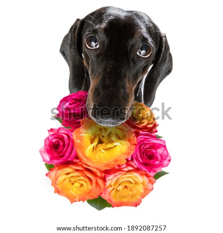 valentines mothers and fathers day dachshund sausage dog  with love flowers, isolated on white background or wedding