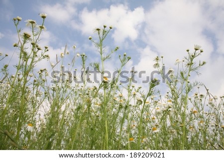 Chamomille flowers, blue sky