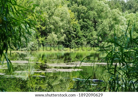 Overgrown pond in a summer park.