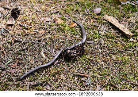 Slow worm on the ground