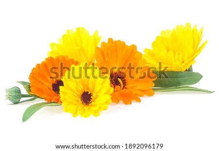 Marigold flowers with green leaves isolated on a white background. Calendula flower. Medicinal herb marigold - Calendula officinalis.