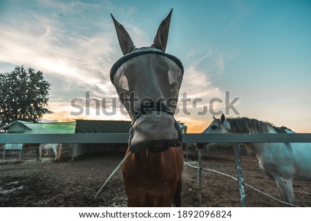 Front shot of a pretty  brown male horse with a mosquito net mask in a horse stable of a riding center with a horse partner by its side during magic hour moment of dawn or sunset with amazing sky Royalty-Free Stock Photo #1892096824