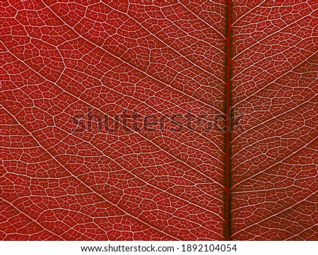 macro of red leaf texture, natural background
