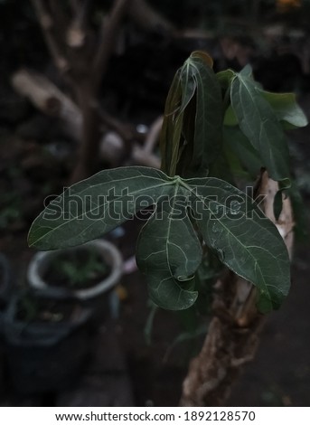 picture of estetick leaves around the house