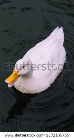 A swimming duck in the lake