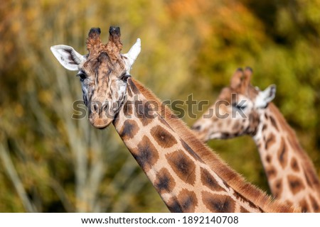 Two Rothschild giraffes, Giraffa camelopardalis rothschildi, against autumn foliage background. This subspecies of Northern giraffe is endangered in the wild.