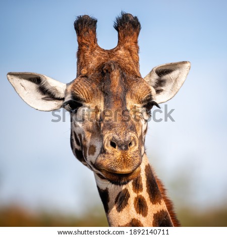 Rothschild giraffe, Giraffa camelopardalis rothschildi, against blue sky background. This subspecies of Northern giraffe is endangered in the wild.