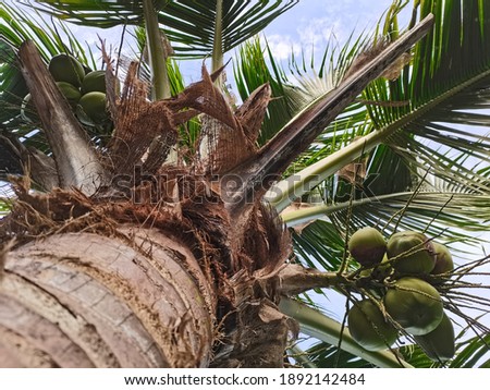 View of the coconut tree from the bottom , Picture out of focus