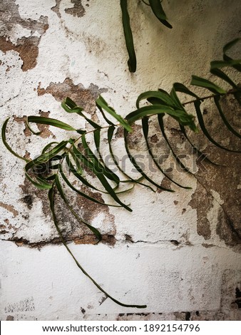 The old cement walls are stained and green trees grow.