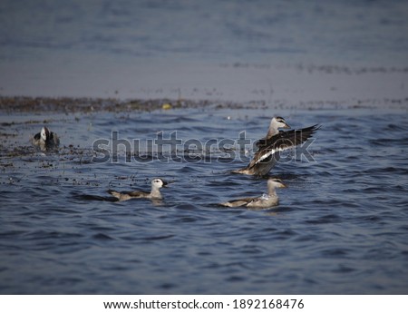 Cotton pygmy goose flying in the water