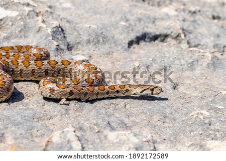 Shot of an adult Leopard Snake or European ratsnake, Zamenis situla, an endemic snake species in the Maltese Islands, slithering over limestone rock