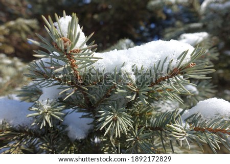 Gray foliage of blue spruce covered with snow in February