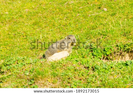 Picture of a marmot in the Alps, France