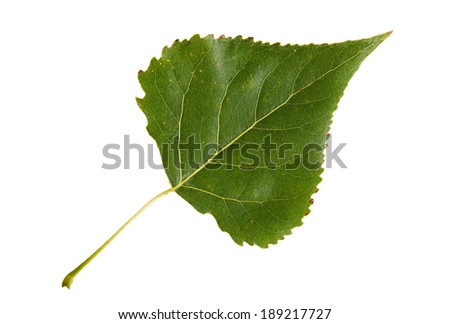 High Resolution green leaf of poplar tree isolated on white background