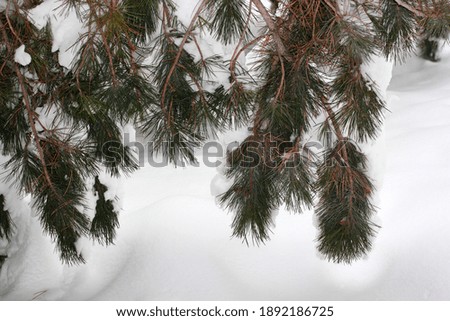 Snow on the pine tree. Winter abstract background.