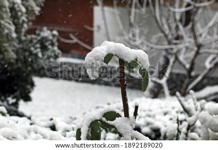 A winter picture of a snowfall