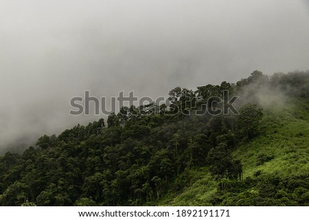Misty foggy mountain landscape with forest.