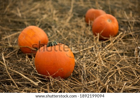 Pumpkin On Straw and Mud