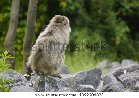 This is a picture of a Barbary Macaque. This monkey is a small gray monkey with a pink face. He sits alone on top of a rock, looking into the thin air. In the photo we see the monkey's back.