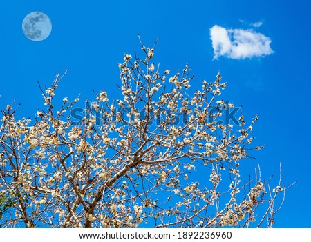 White-pink olive tree flowers. Transparent full moon in the morning sky. Windy and fresh day in spring in Israel. Ecological and photo tourism concept