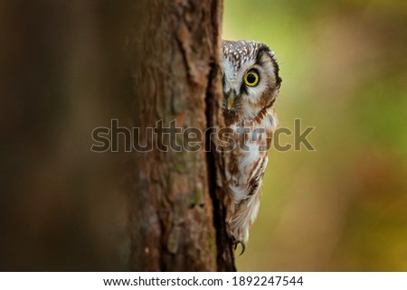hidden bord, Boreal owl, Aegolius funereus, sitting on old tree trunk with clear green forest in background.