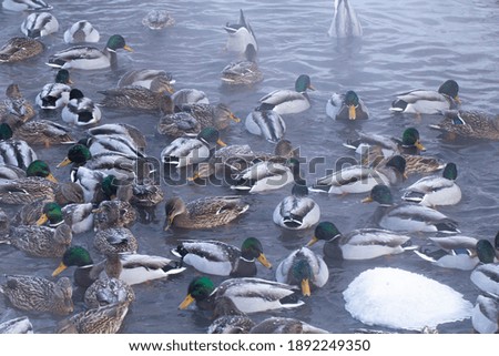 Wild ducks on the water of a geothermal spring near the snow-covered coast in cold winter.
