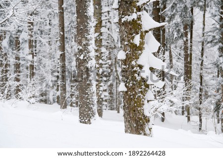 trees covered deep in snow 