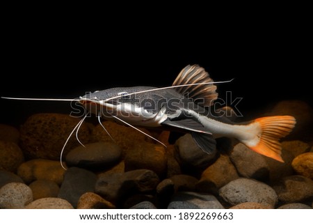 Underwater photography of The Red Tail Catfish (Phractocephalus hemiliopterus). This tropical fish is native to the Amazon, Orinoco, and Essequibo river basins of South America.  Royalty-Free Stock Photo #1892269663