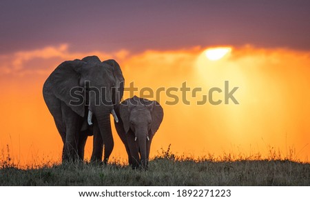 A large elephant and her cub walk in the beautiful sunset rays of the sun Royalty-Free Stock Photo #1892271223