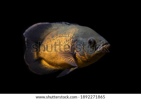Oscar Fish - South American freshwater fish from the cichlid family, known under a variety of common names including oscar, tiger oscar, velvet cichlid, or marble cichlid