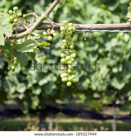 Grapes in Vineyard 