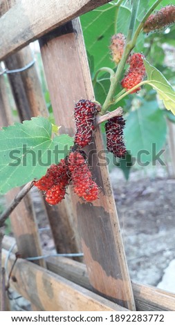 Mulberry, including the Berry family.  The fruit tastes sour, slightly sweet, contains lots of vitamin C. The leaves are used to feed silkworms.  It is also good as an eco-print material.