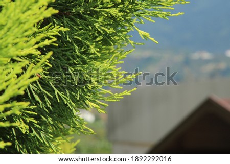 beautiful nature silhouette with pine leaves and backward bungalow roof