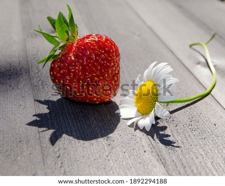 Ripe strawberries and chamomile on a wooden table photo