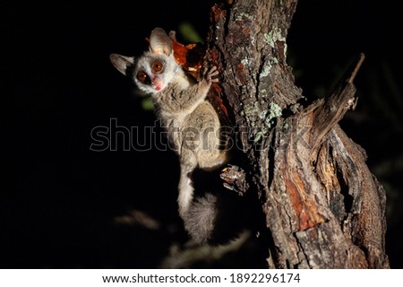 A Lesser Bushbaby seen feeding on tree resin on a safari at night in South Africa Royalty-Free Stock Photo #1892296174