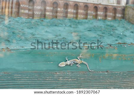 hot dried lizard skeleton in ruins
